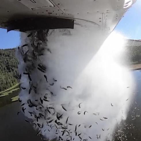 “Bombardean” peces desde un avión para repoblar un lago de Utah