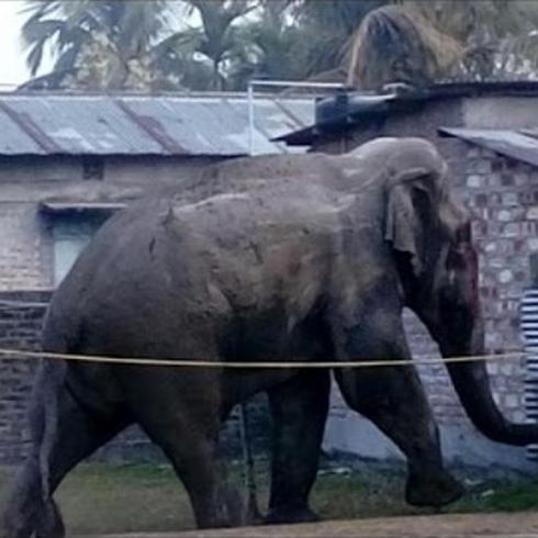 Elefanta salvaje causa pánico en India