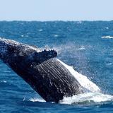 La crisis climática hará las aguas neozelandesas inhóspitas para las ballenas 