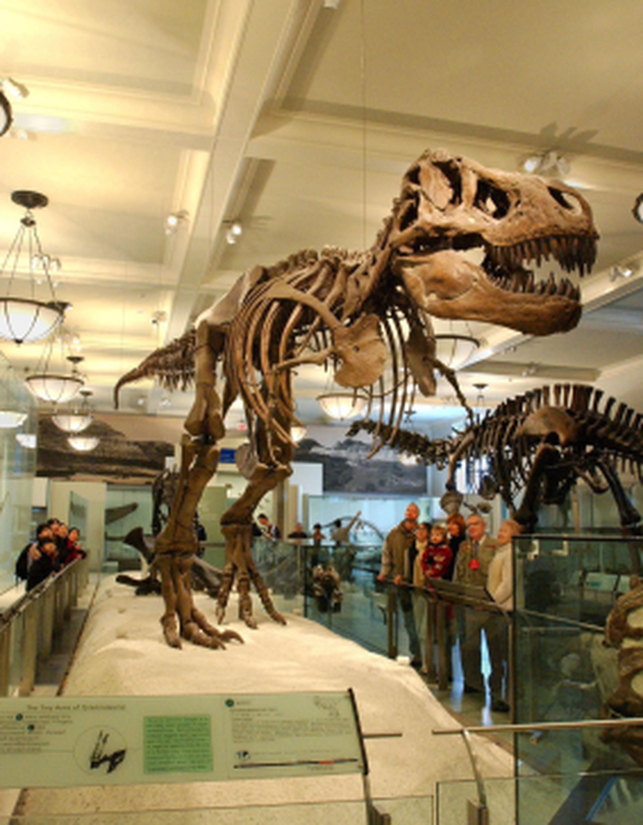 Mark Norell, un prominente paleontólogo del Museo de Historia Natural en Nueva York, dijo que no sabe si el mito de la postura erguida está tan extendido como indica el reporte. (Archivo)