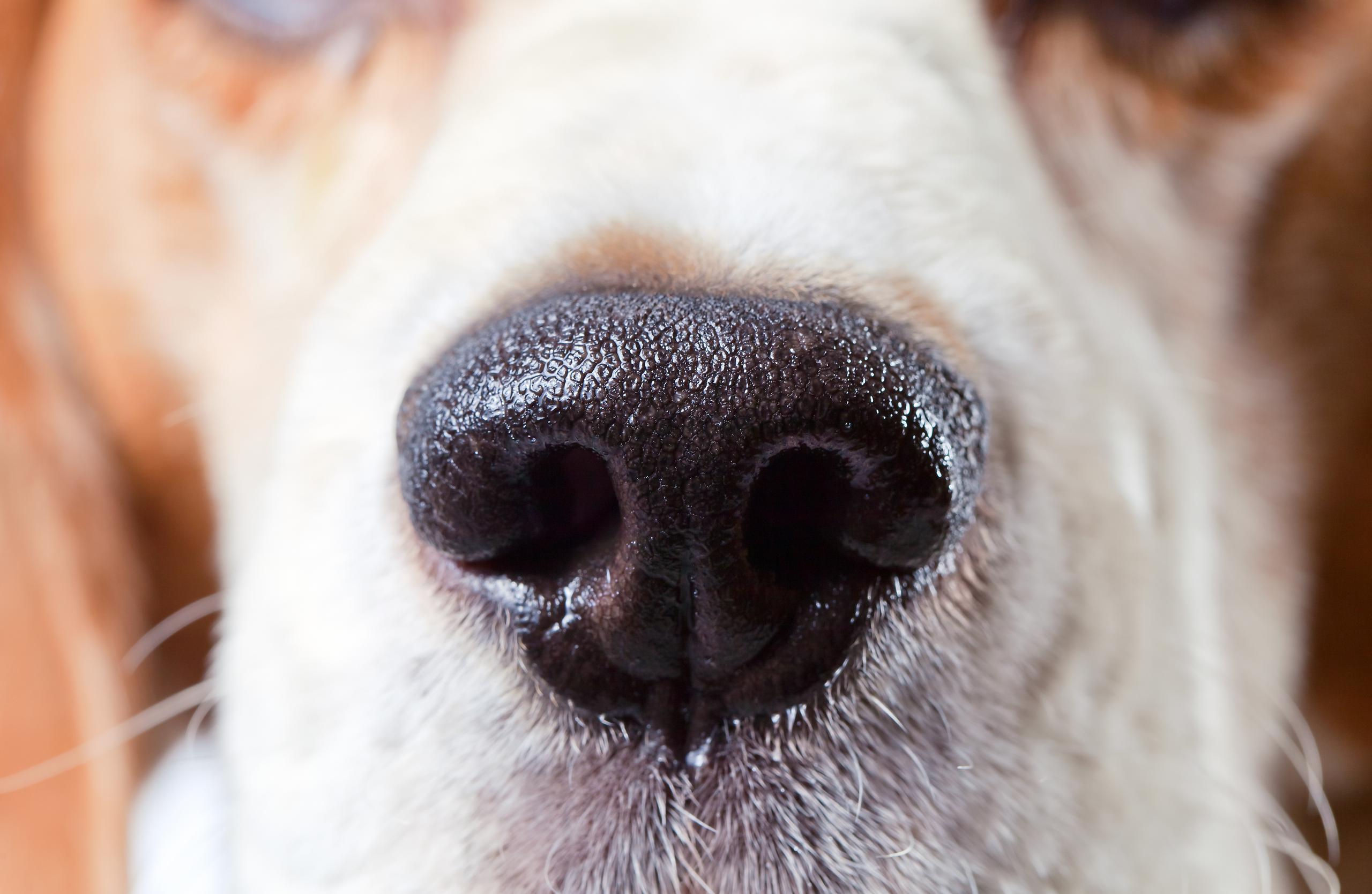 La nariz de un perro.