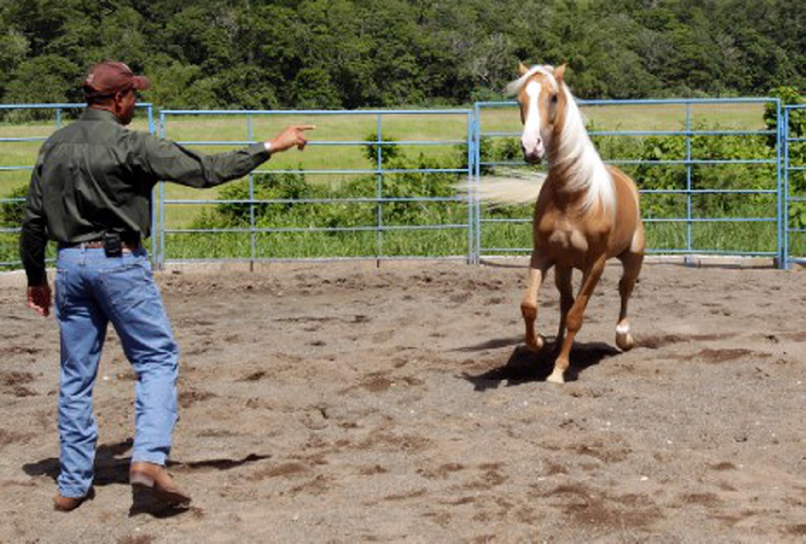 Con las técnicas del experto en doma psicológica equina, José Bueno Félix, cualquier puede aprender a controlar su caballo sin necesidad de usar la fuerza. 
mariel.mejia@gfrmedia.com