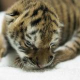 Zoológico de Nicaragua presenta una tigresa de Bengala nacida en cautiverio 