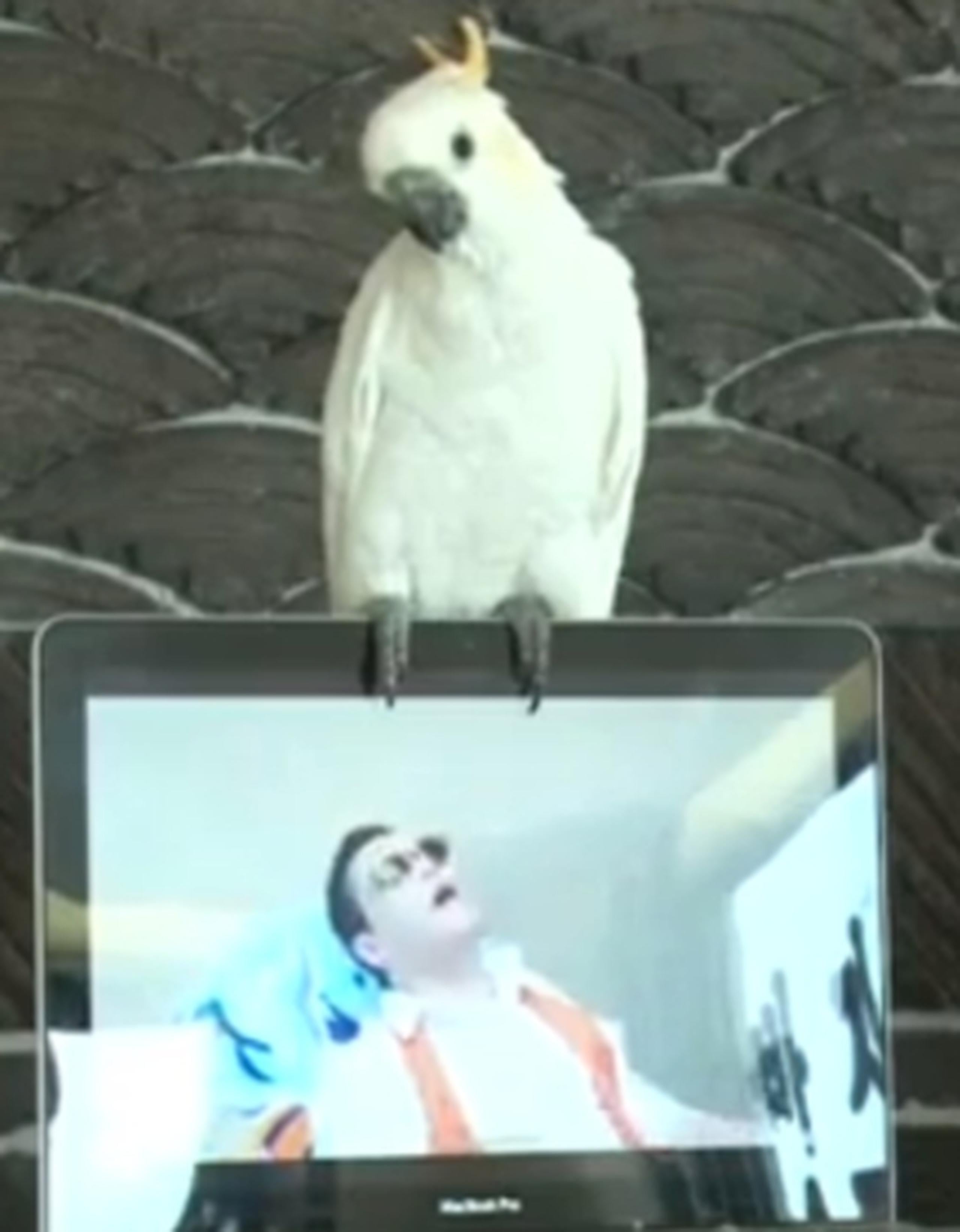 El ave ha sido una sensación en la web. (Youtube)