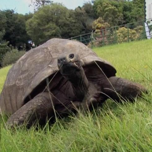 La tortuga más vieja del mundo celebra sus 190 años