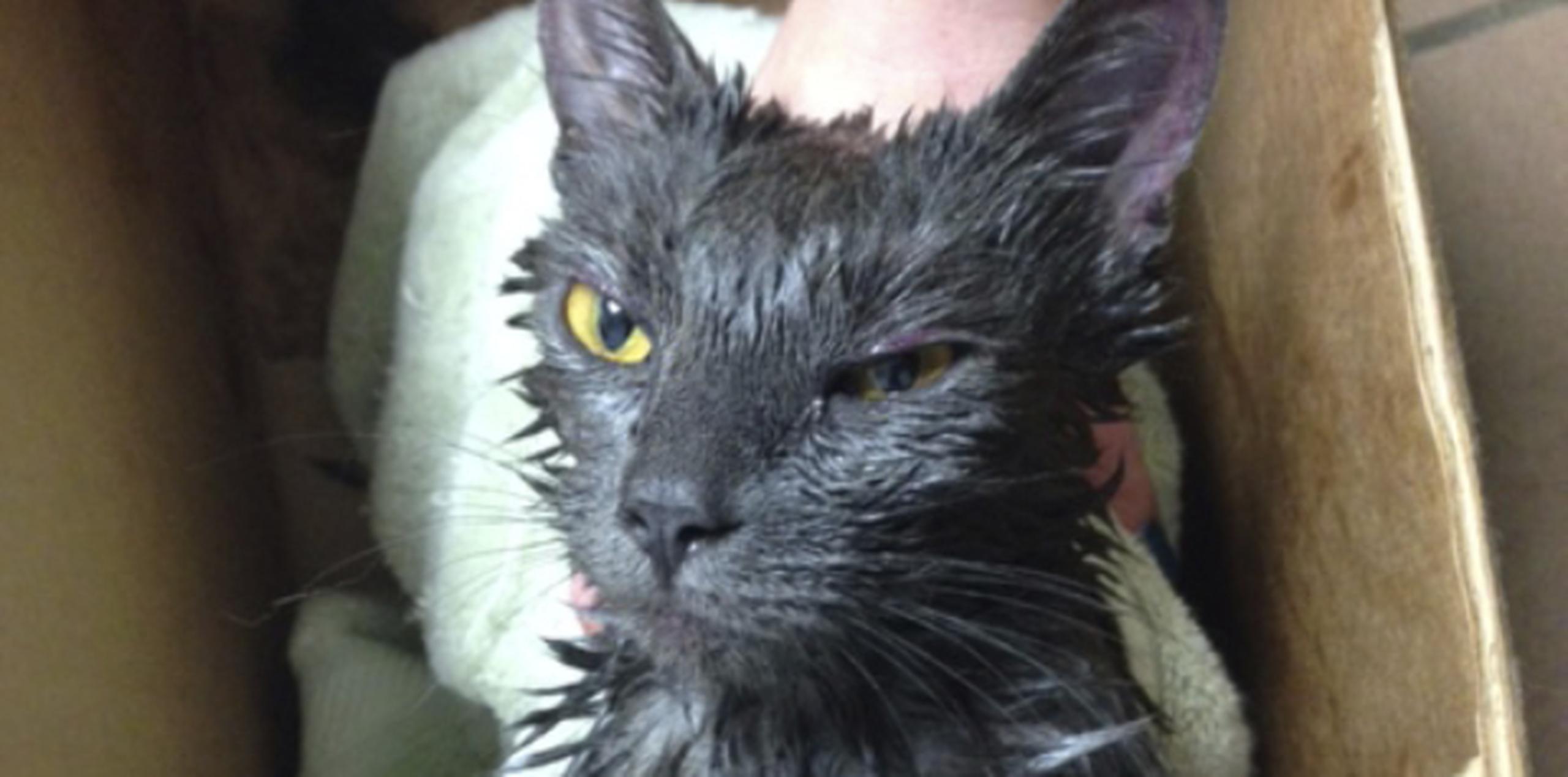 Trabajadores del refugio de animales bautizaron al gato como Miracle Maisy. (AP)