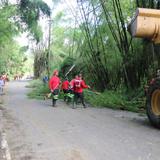 Alcaldes exigen a LUMA que cumpla con su obligación legal de poda de árboles