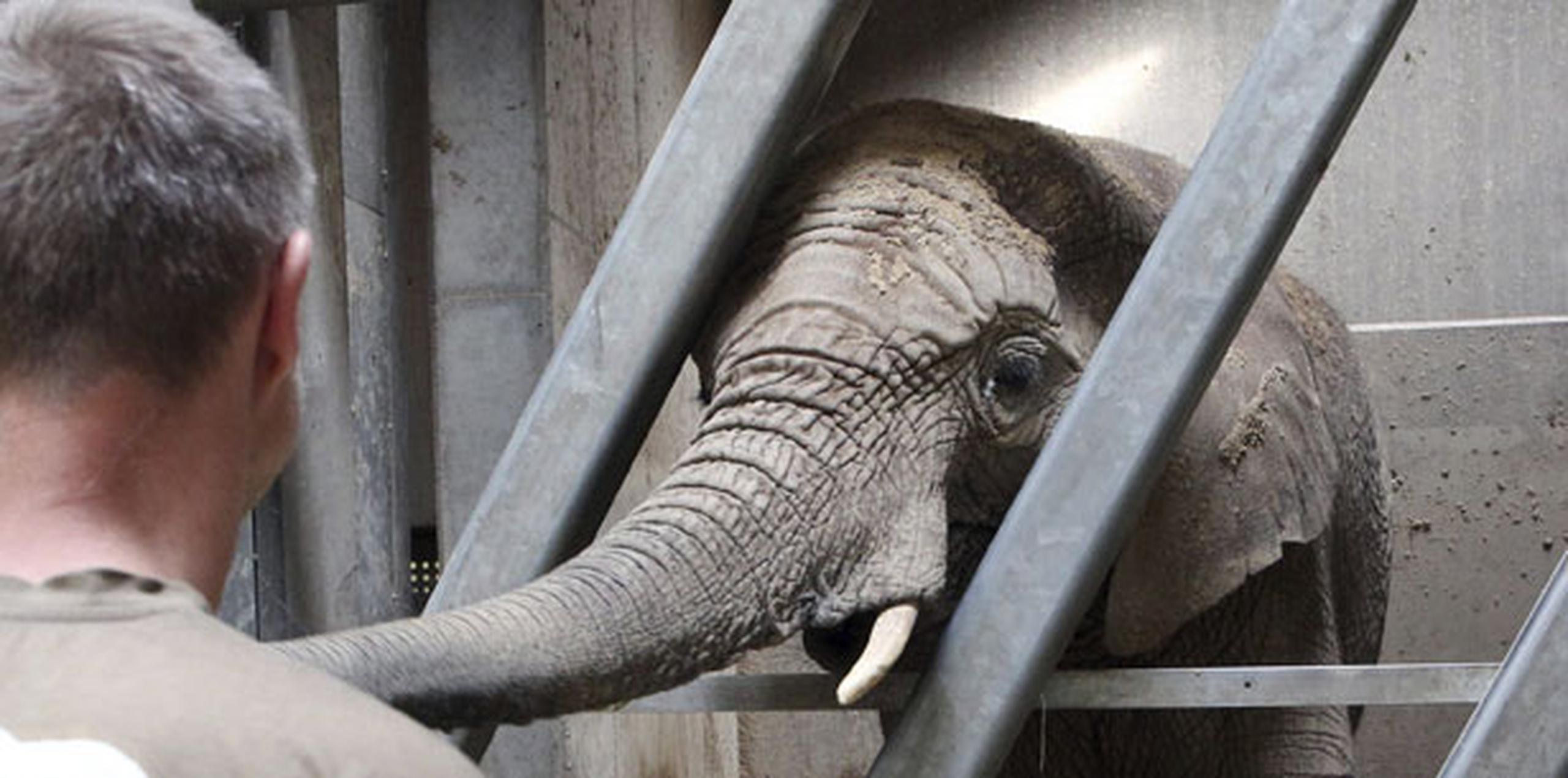 La esperanza de vida para los elefantes asiáticos en cautiverio es de alrededor de 42 años. (EFE)