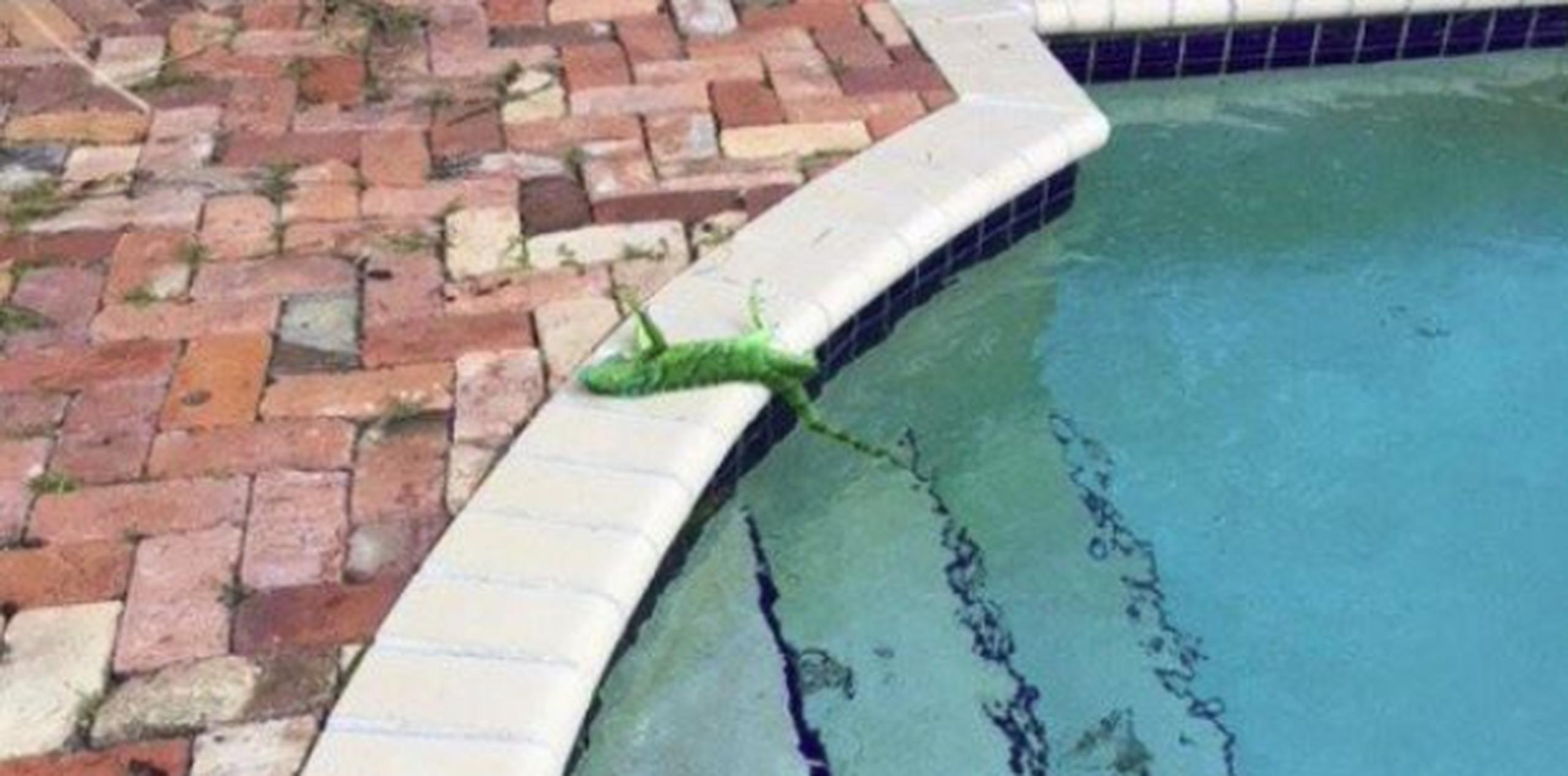 Una iguana yaciendo bocarriba junto a una piscina en Palm Beach. (Twitter / @FranklyFlorida)