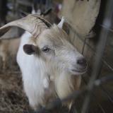Viva de milagro una cabra de monte que quedó atrapada bajo un puente en Kansas City