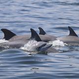 Hábitos sociales de delfines provocan enfermedades