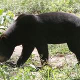 Zoológico de Londres publica video de su oso malayo