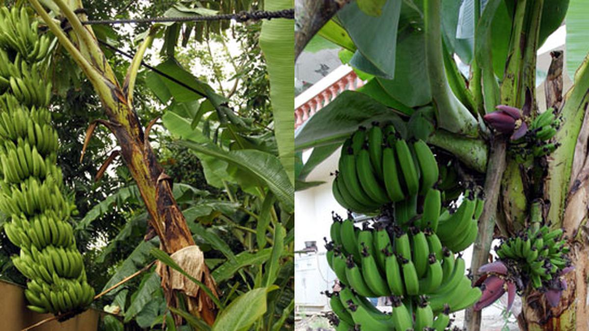 Cómo identificar una mata de plátano y una de guineo - Primera Hora