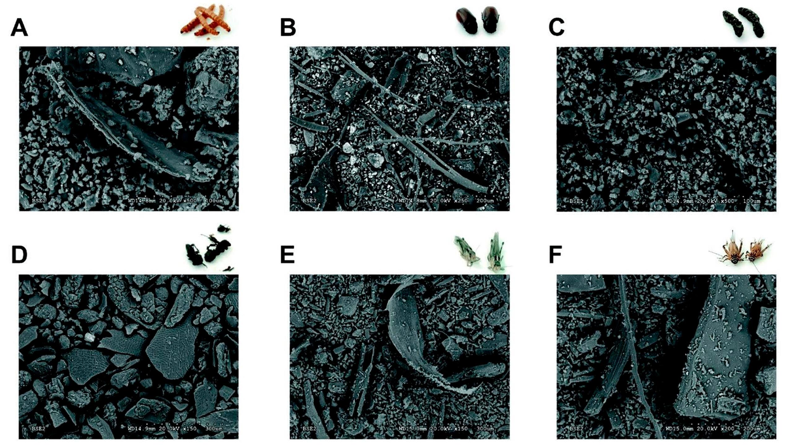 Imagen obtenida con microscopía electrónica de harinas de diferentes insectos: gusano de la harina (A), escarabajo (B), oruga (C), hormiga (D), langosta (E) y grillo (F).