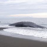 Sacrifican un cachalote juvenil tras varar en una playa de Carolina del Norte