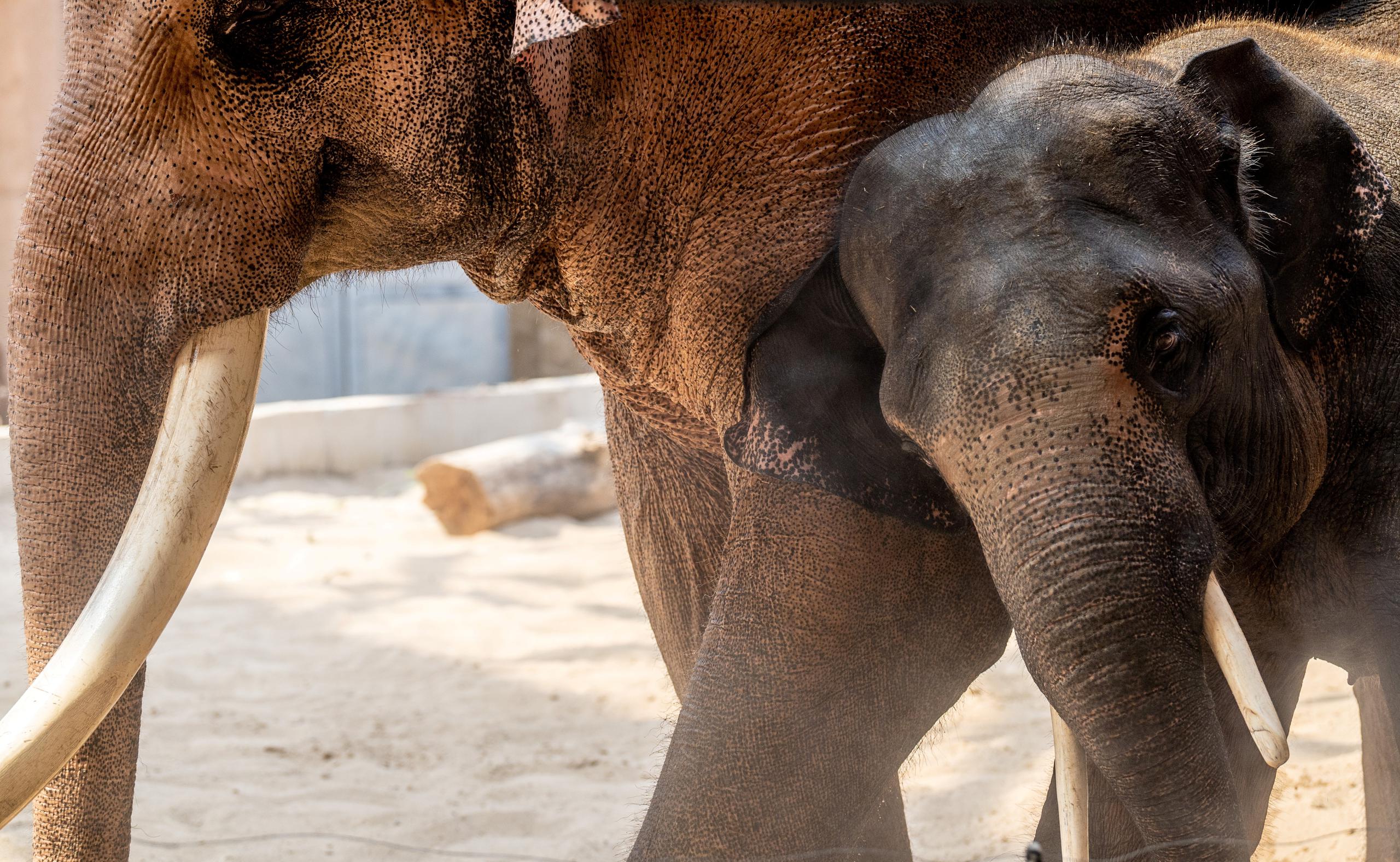 Elefantes asiáticos en un zoológico el 12 de agosto de 2022. EFE/EPA/GRZEGORZ MICHALOWSKI
