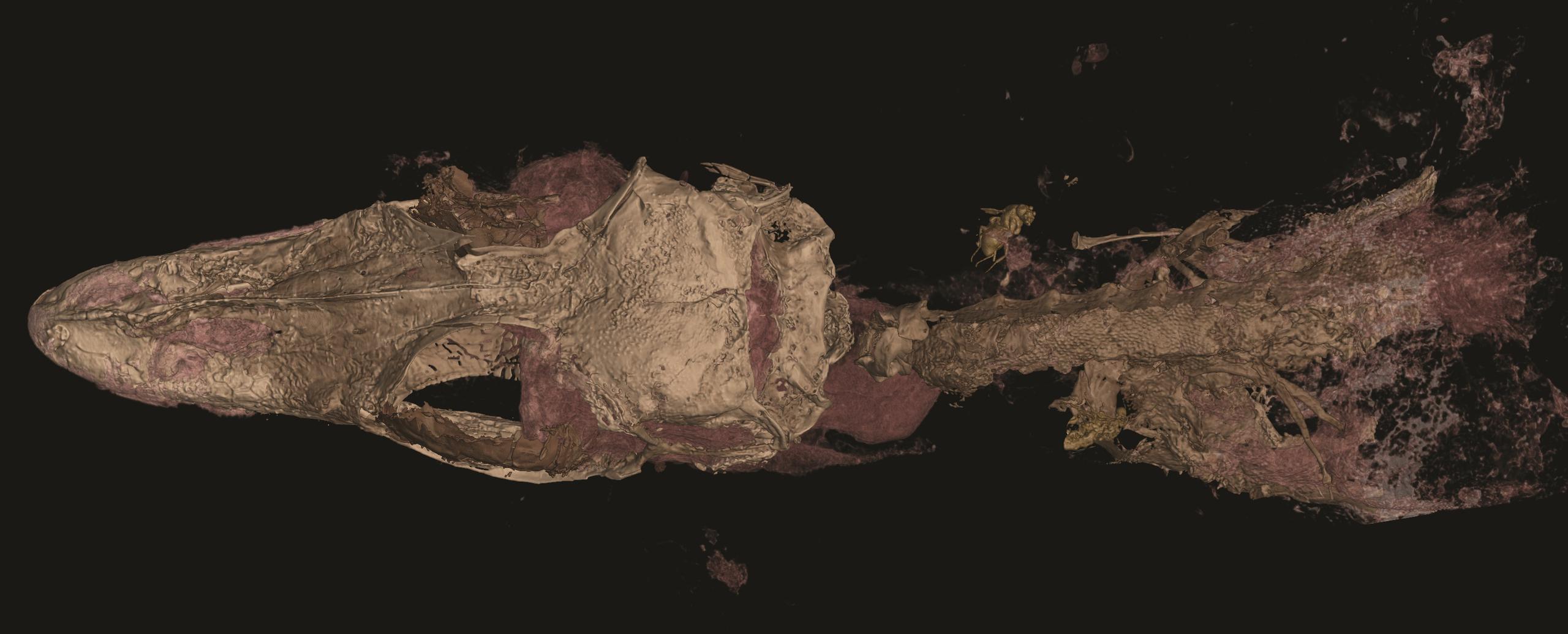 Imagen en tomografía del cráneo del espécimen de  "Oculudentavis naga".  Imagen cedida por el Institut Català de Paleontologia Miquel Crusafont.
