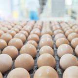 Agricultura reclama a los comercios que bajen el precio de los huevos boricuas