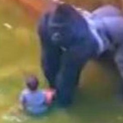 Gorila sacrificado en Cincinnati para proteger a niño