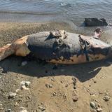 Encuentran manatí muerto en costa de Guayama