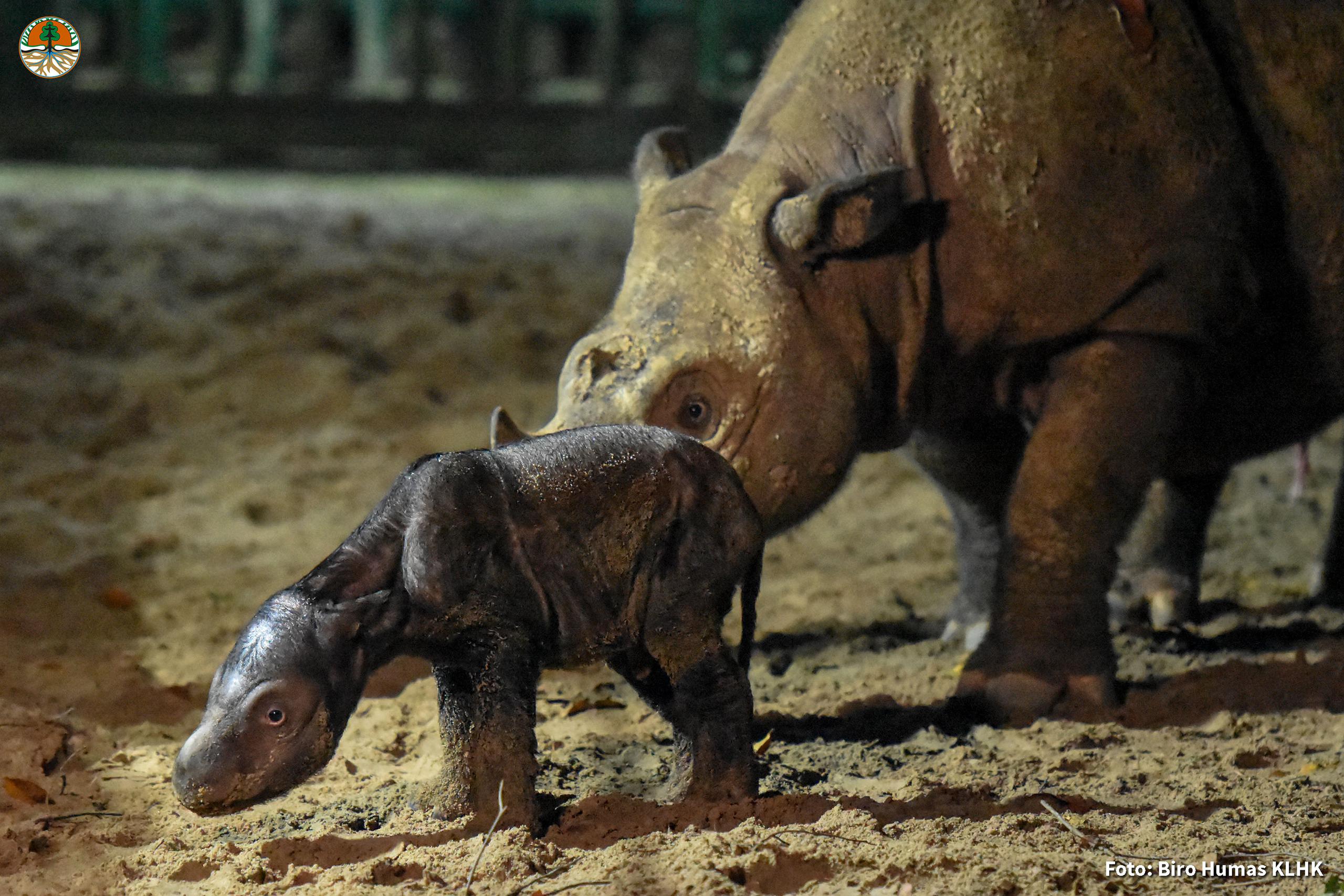 Las autoridades de Indonesia anunciaron este domingo el nacimiento de un bebé rinoceronte de Sumatra, una especie en peligro crítico de extinción, en lo que supone la cuarta cría nacida en el Santuario de Rinocerontes. EFE/Way Kambas *****SOLO USO EDITORIAL/SOLO DISPONIBLE PARA ILUSTRAR LA NOTICIA QUE ACOMPAÑA (CRÉDITO OBLIGATORIO) *****
