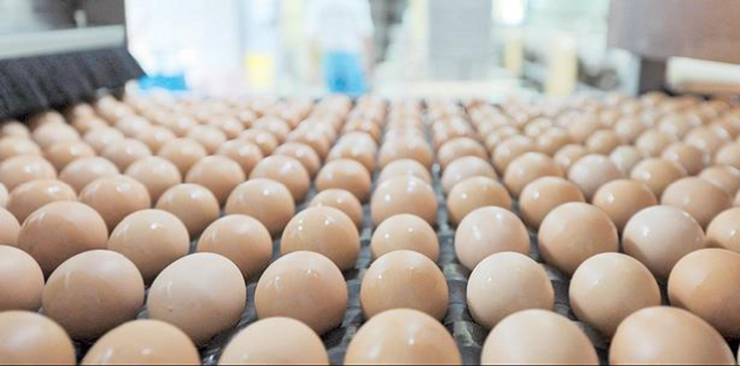 La producción local de huevos se afecta por la venta de huevos importados es por debajo de costos de producción. (Archivo)
