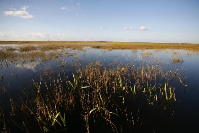 Fotografía de archivo en la que se registró una laguna en el Parque Nacional de los Everglades, en Florida (EE.UU.). EFE/John Riley

