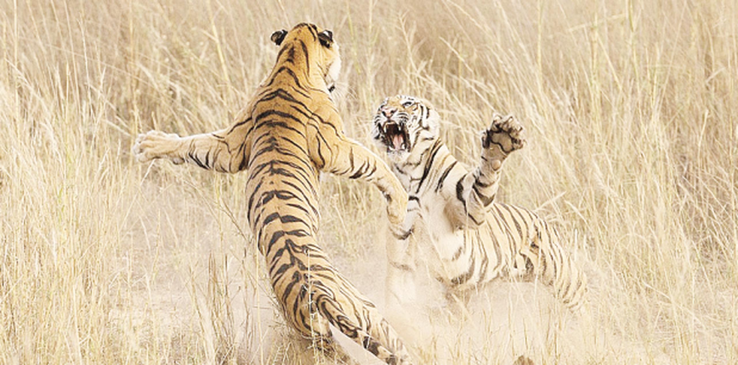 Los tigres son considerados como una especie en peligro. (Archivo)