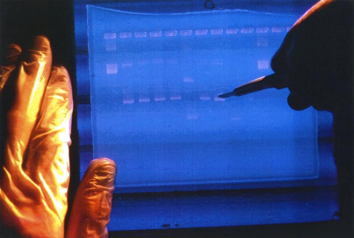 En esta imagen sin fecha facilitada por el Instituto Nacional de Investigación del Genoma Humano de Estados Unidos, un investigador examina el resultado de un secuenciador de ADN.