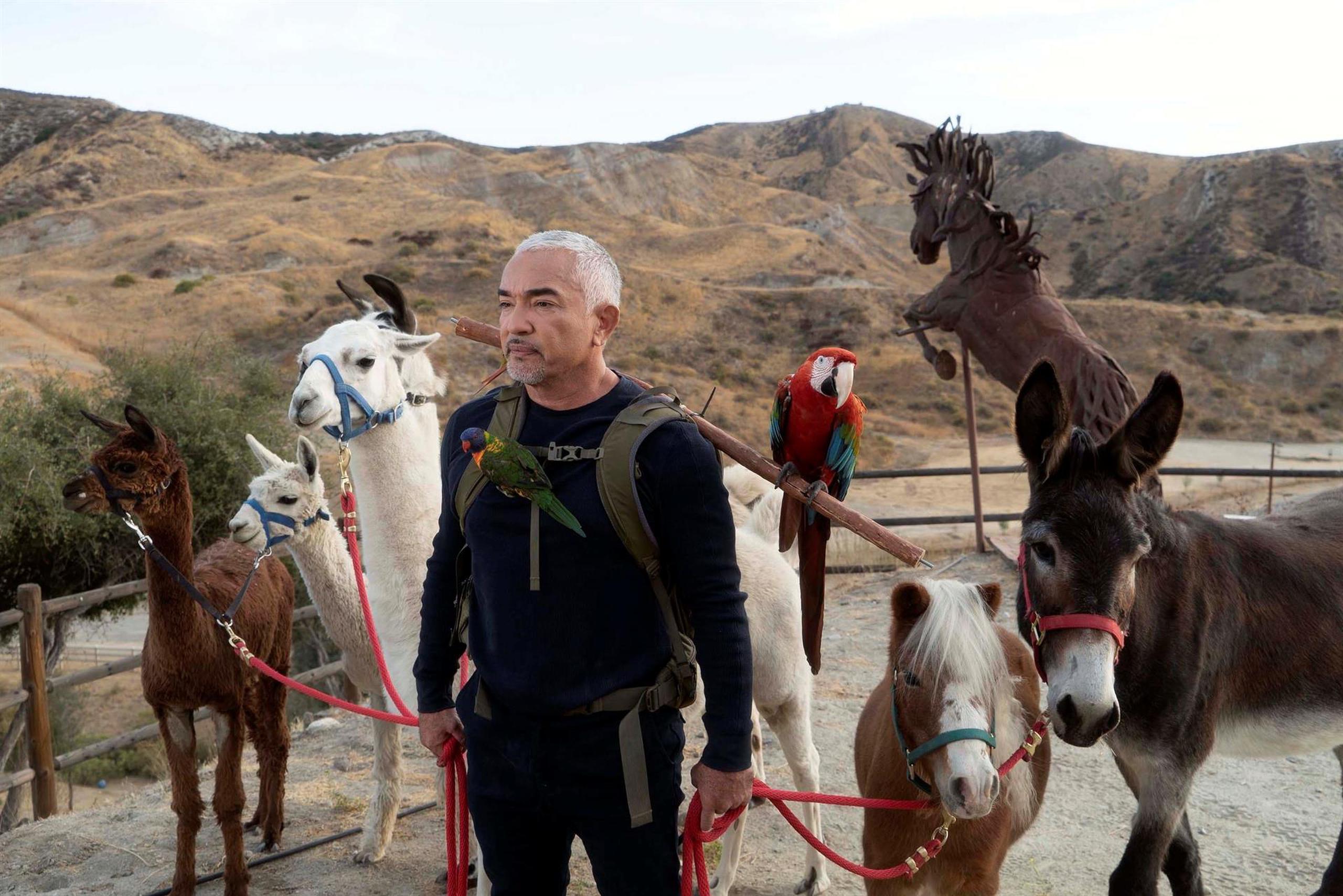 El adiestrador canino mexicano Cesar Millán mientras posa con llamas, un burro, un pony y un gucamayo en Santa Clarita, California.