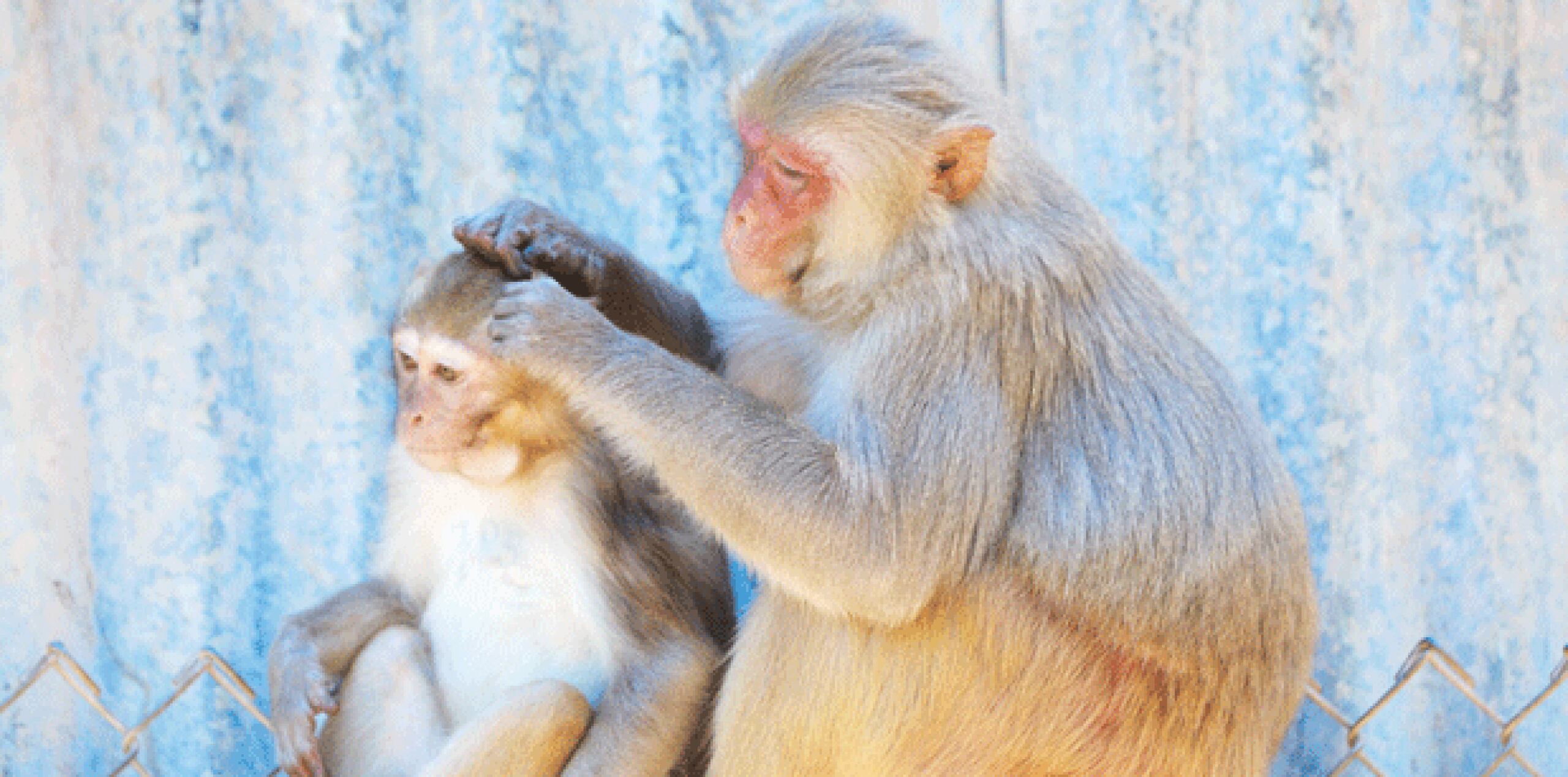 De acuerdo con datos ofrecidos por el Departamento de Recursos Naturales y Ambientales (DRNA) de Puerto Rico, unos 550 monos rhesus y otros 200 monos patas merodean en estado salvaje en diferentes partes de la isla caribeña, principalmente en la zona suroeste y en Sabana Seca, en Toa Baja, al noreste de San Juan. (Archivo)