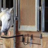 Misteriosas mutilaciones de caballos desconciertan a las autoridades en Francia