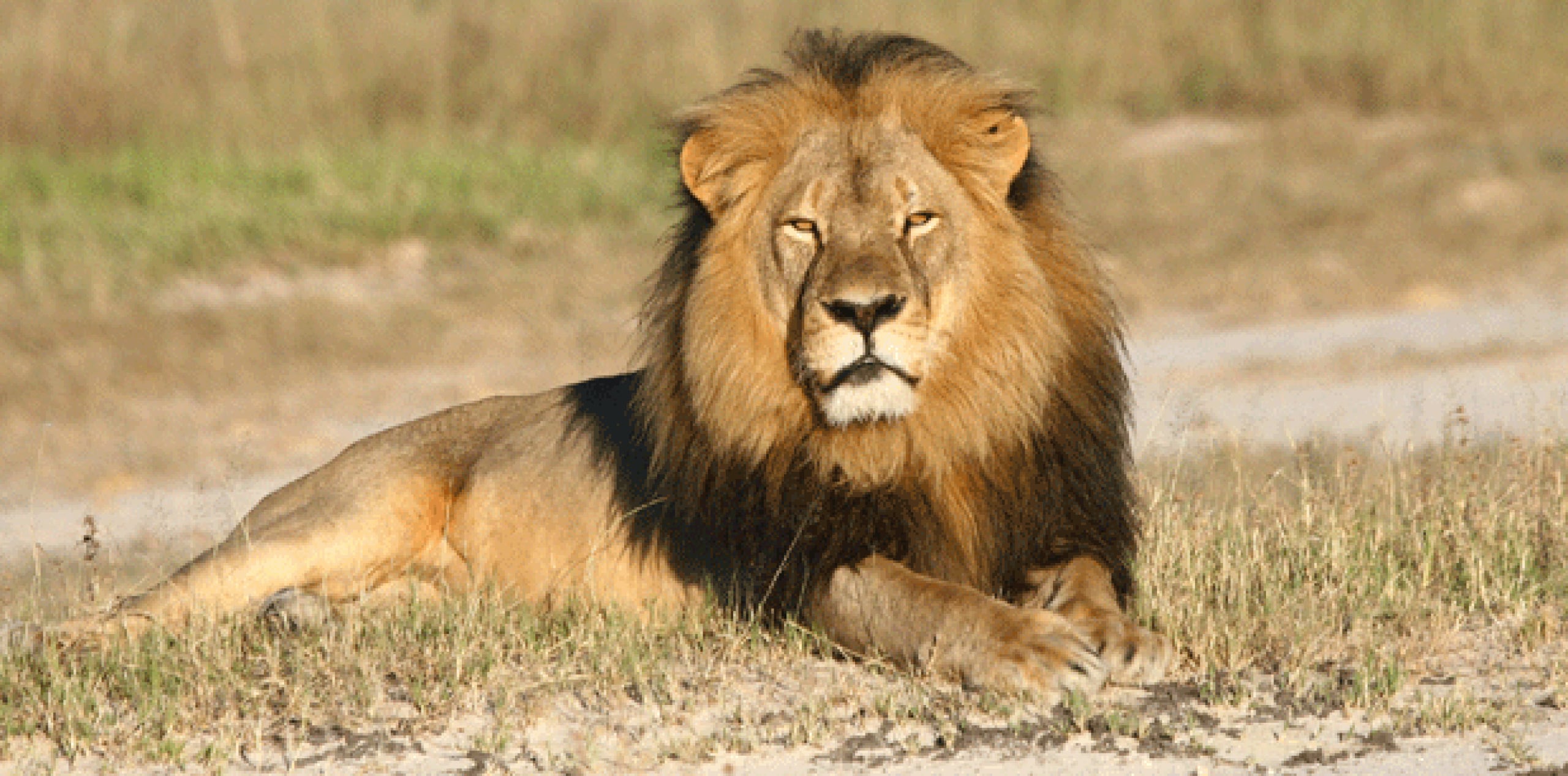 La medida tiene lugar después que un dentista estadounidense mató un león conocido, llamado Cecil, el mes pasado en Zimbabue en una cacería supuestamente ilegal, lo que provocó indignación internacional. (Archivo)