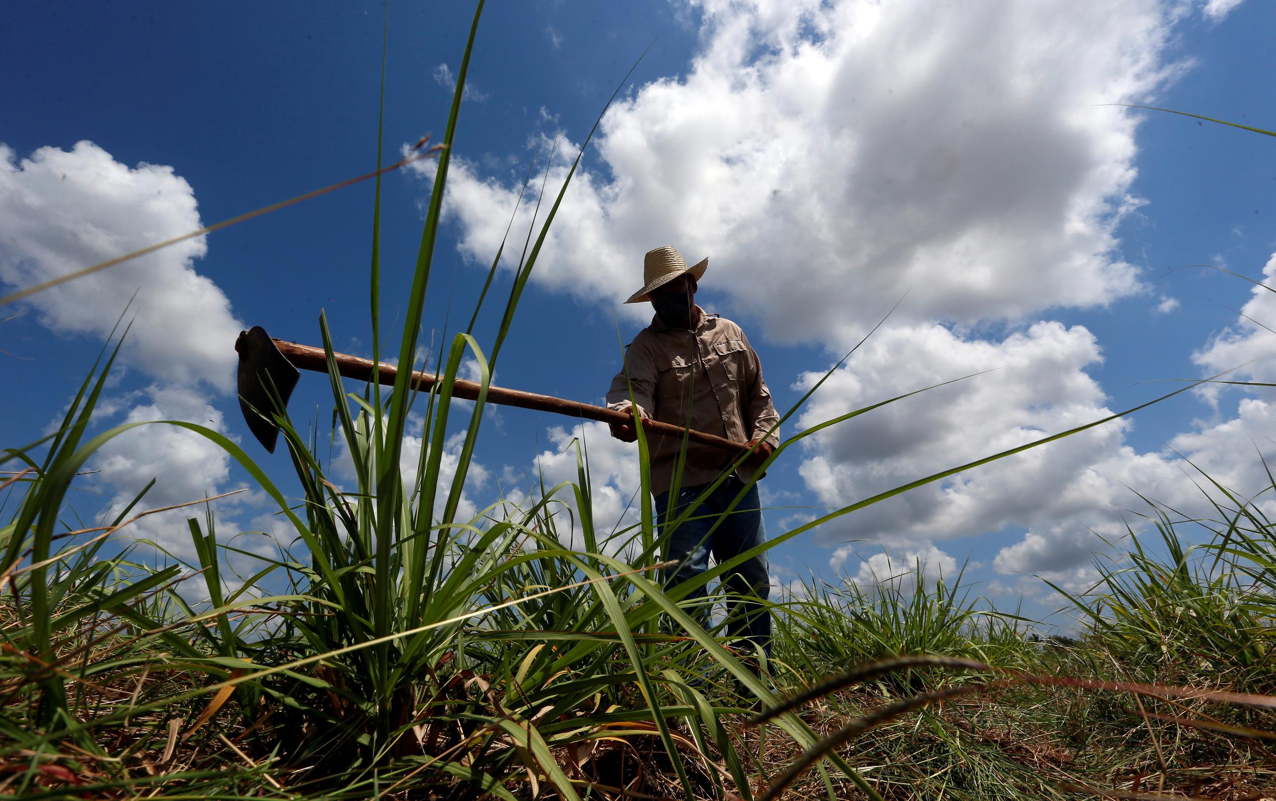 Un campesino trabaja en un cultivo de caña de azúcar en Madruga (Cuba), en una fotografía de archivo. EFE/Ernesto Mastrascusa
