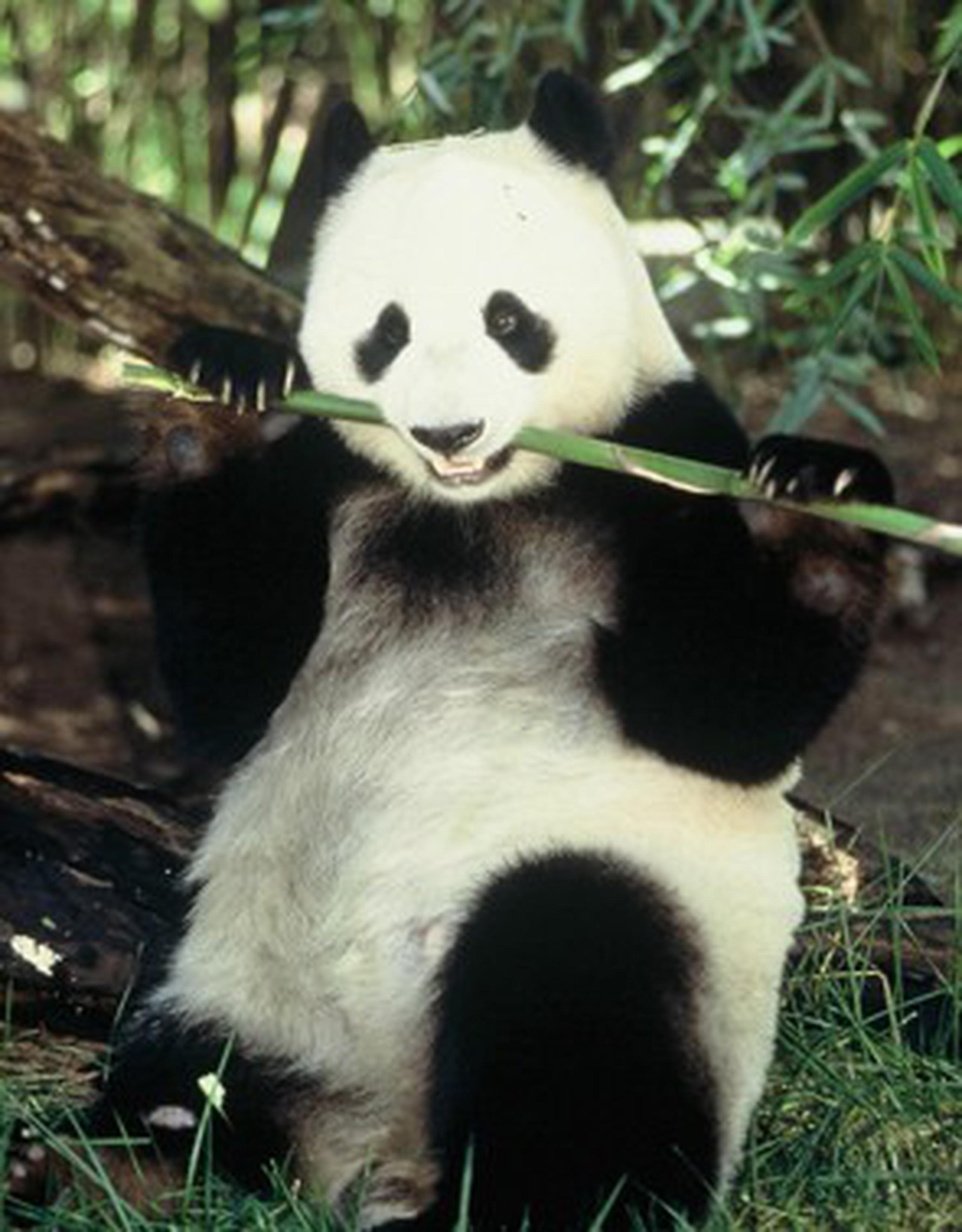 Desde que se produjeron los primeros contagios ha enviado a 18 pandas sanos a reservas de otras provincias para evitar que se contagien. (Archivo)
