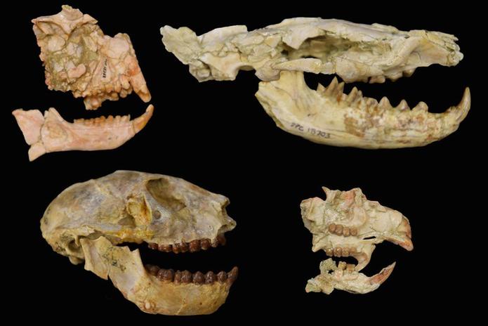 Fósiles de los grupos clave utilizados para desvelar la extinción del Eoceno-Oligoceno en África.EFE/Matt Borths, Duke Lemur Center
