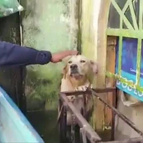 Increíble rescate de un perro atrapado por las inundaciones en México
