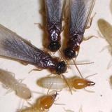 Especie de termita invasora se expande al oeste de Florida