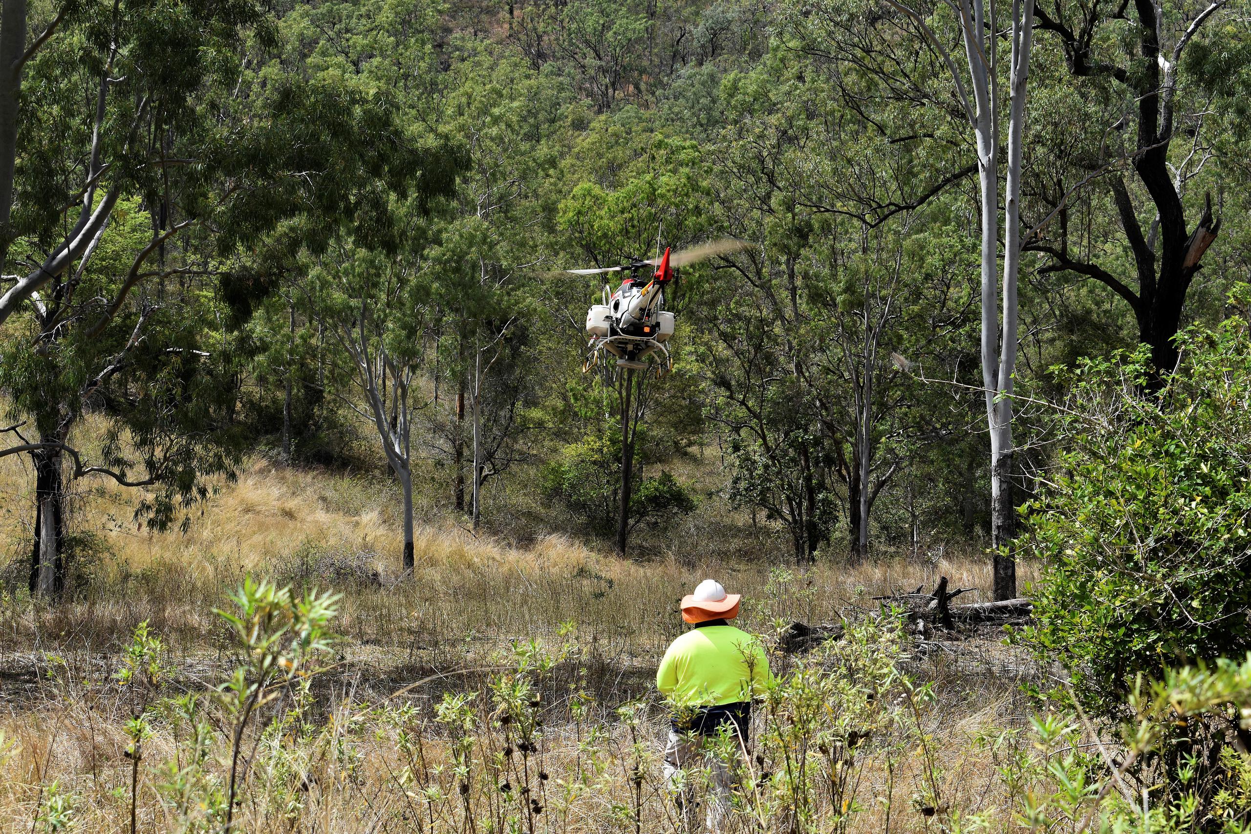 Plantar semillas de árboles con drones en Australia, cuyos bosques fueron calcinados por los devastadores incendios forestales de 2019-20, es parte de un plan piloto que está a punto de comenzar para restaurar los hábitat de los koalas y salvarlo de la extinción.