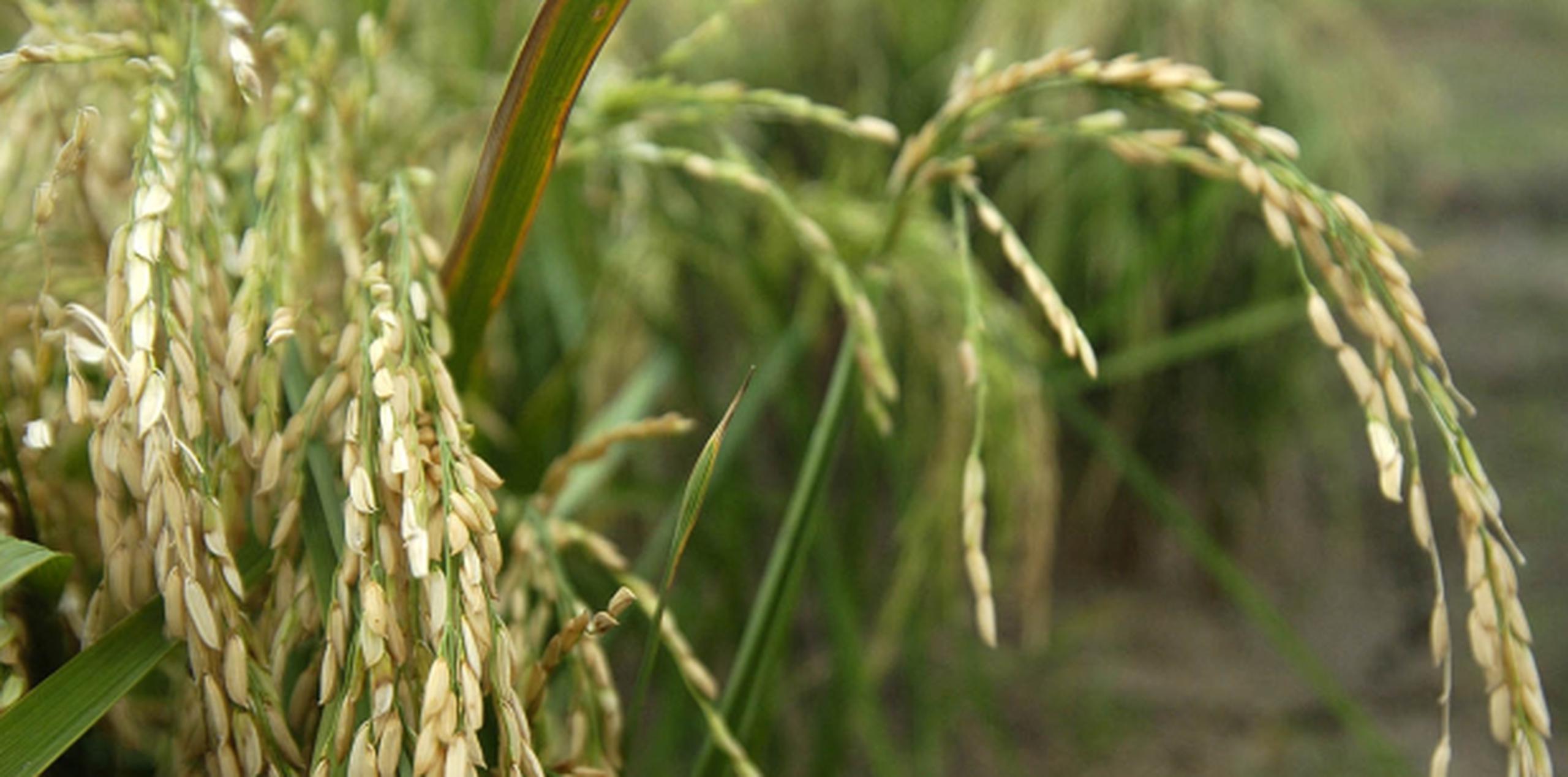 El legislador resaltó el proyecto de siembra de arroz de Lajas como una prioridad, así como el proyecto de ley para reservar el 50% del agua que llega a ese municipio exclusivamente para la agricultura. (Archivo)