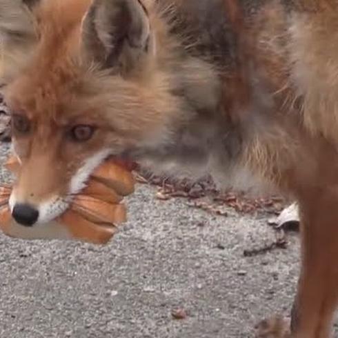 Este zorro se prepara un sándwich y es en SERIO