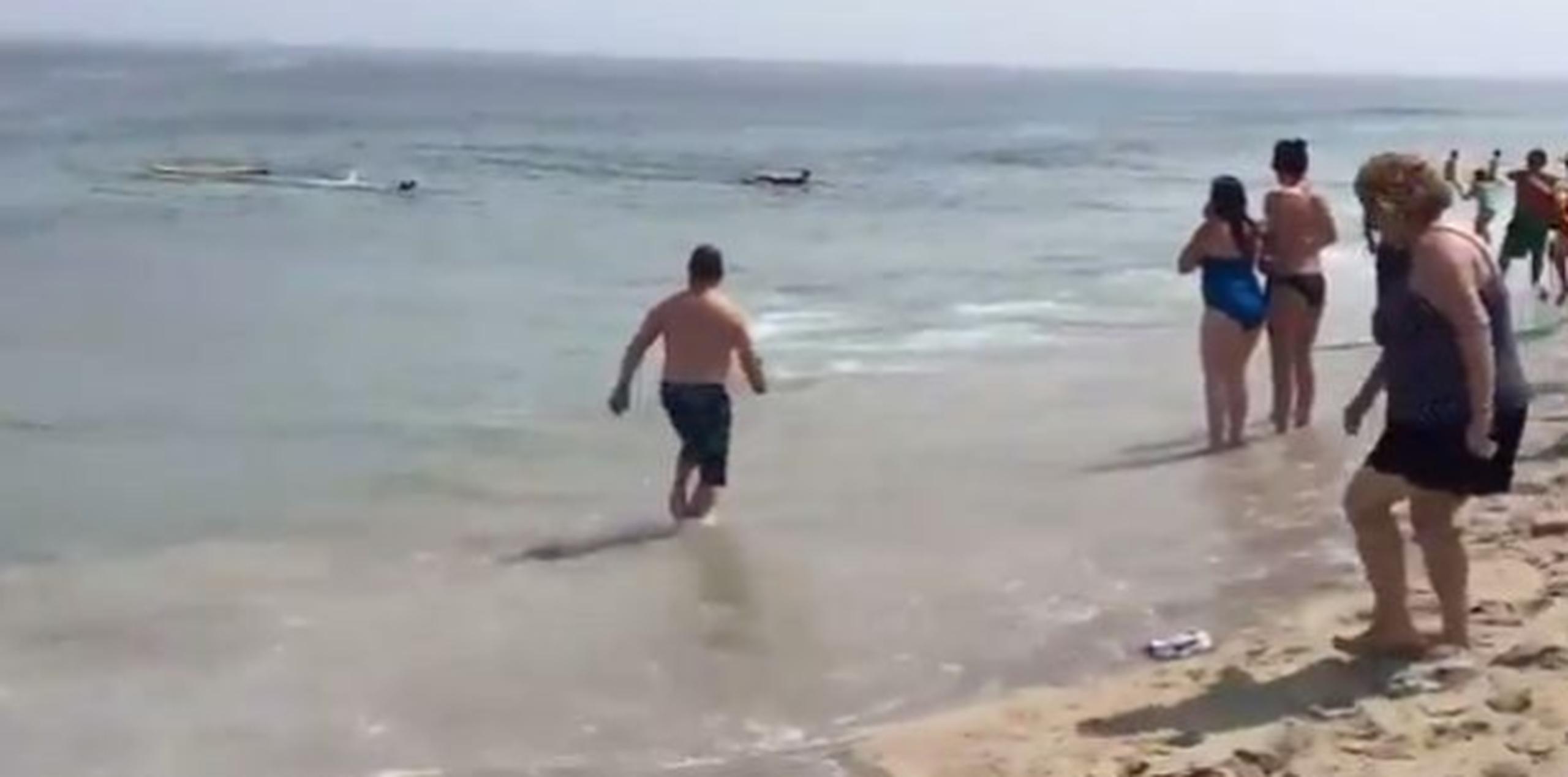 Los nadadores y surfistas se escandalizaron al ver la riña entre los dos animales. (Foto: captura de YouTube)