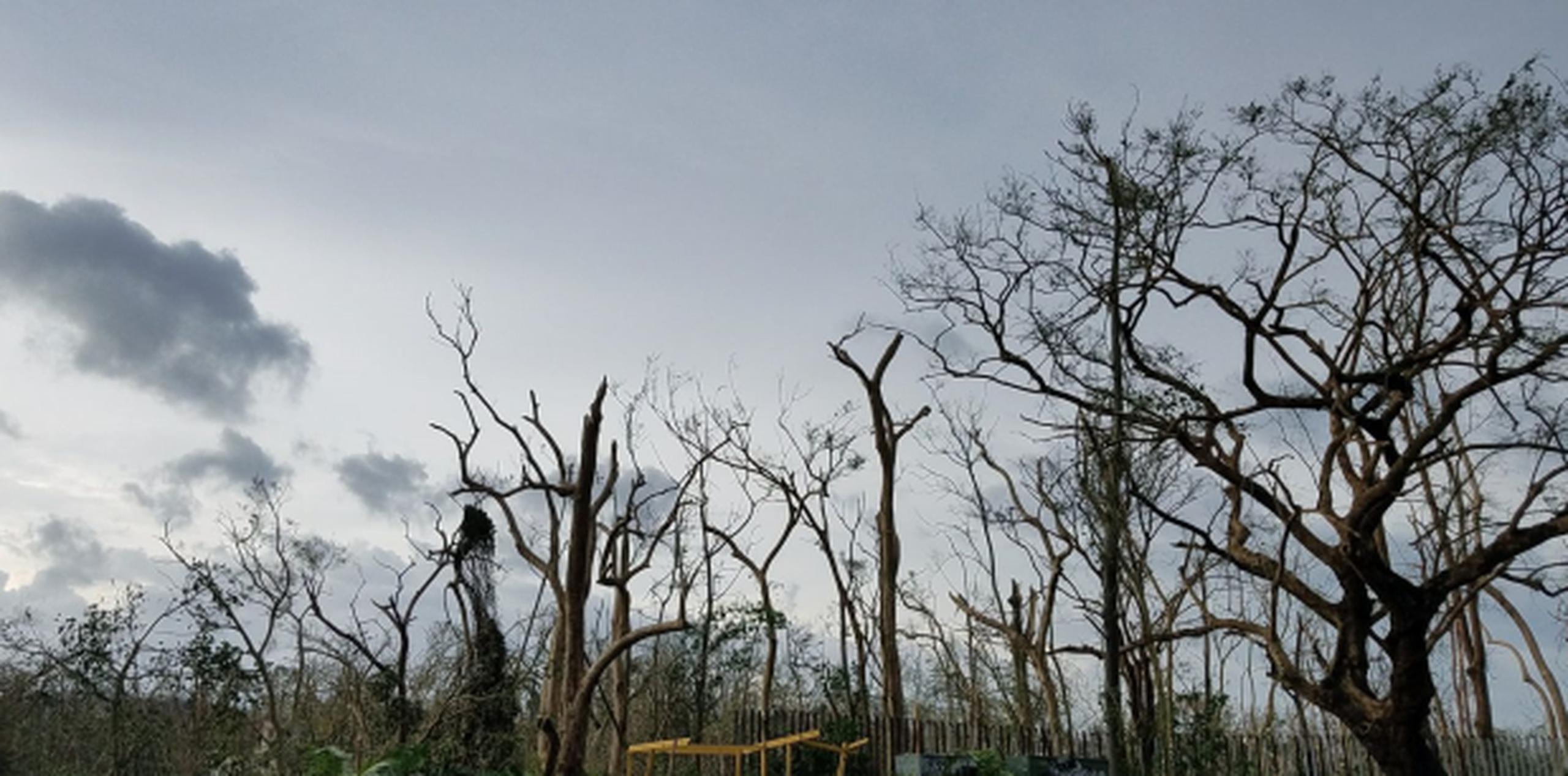 Vistazo parcial a como quedó el Jardín Botánico de la UPR tras el impacto de María. (mariela.fullana@gfrmedia.com)