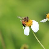 Donan más de mil paquetes de semillas de flores silvester para proteger las abejas