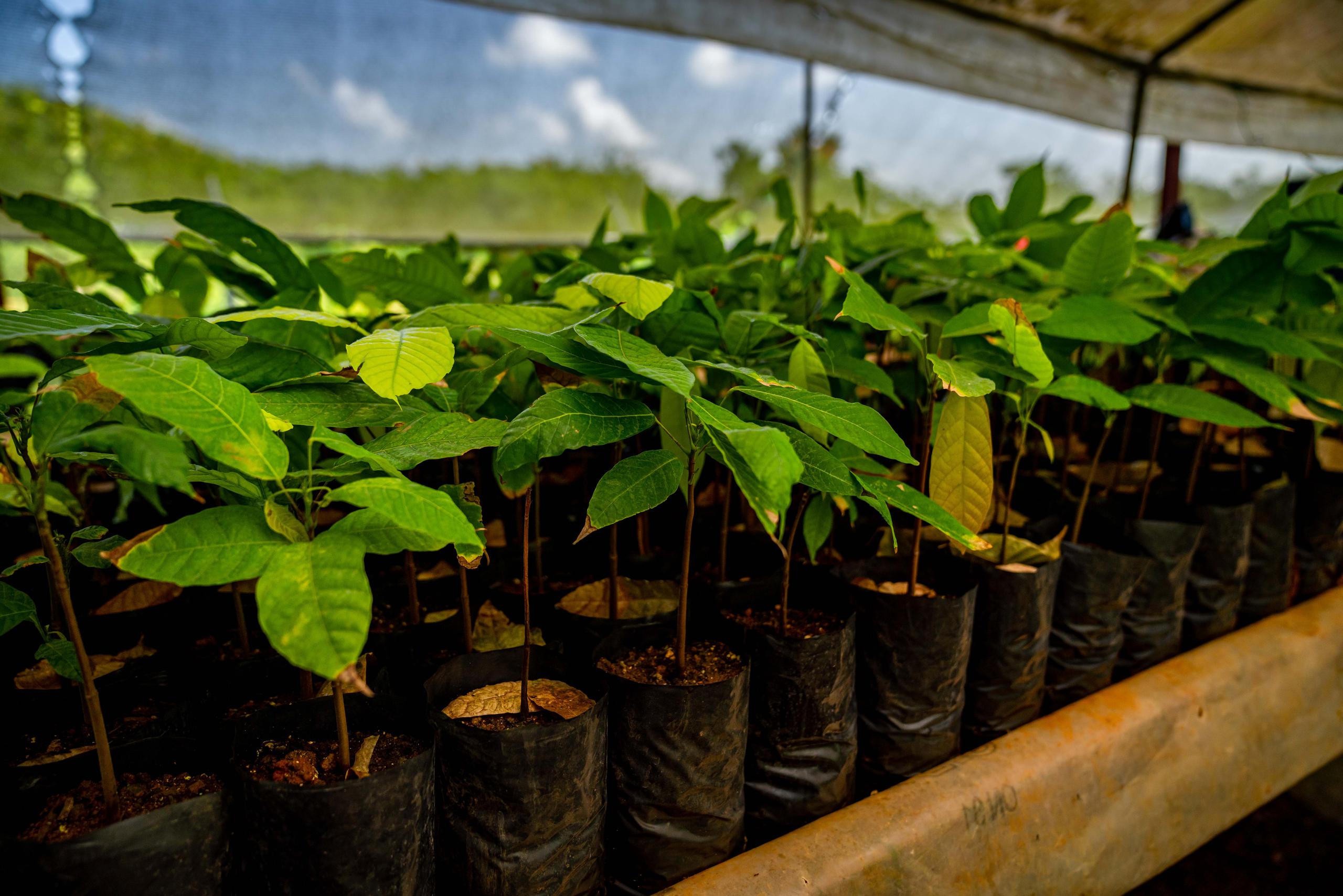 Plantas juveniles de cacao en Semila.