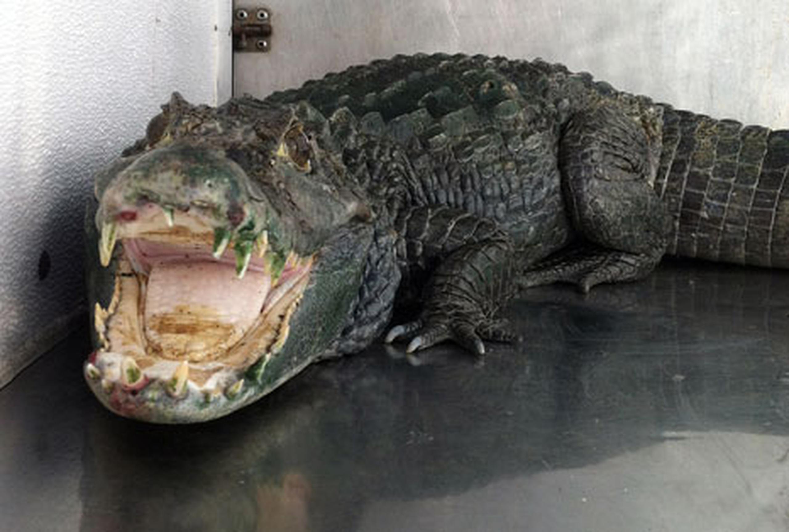 Los agentes dijeron que el caimán llamado, Mr. Teeth se encuentra muy enfermo y está siendo atendido en el hospital veterinario del zoológico. (AFP)