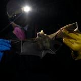 El SARS-CoV-2 saltó de los murciélagos a los humanos sin mucho cambio, según estudio