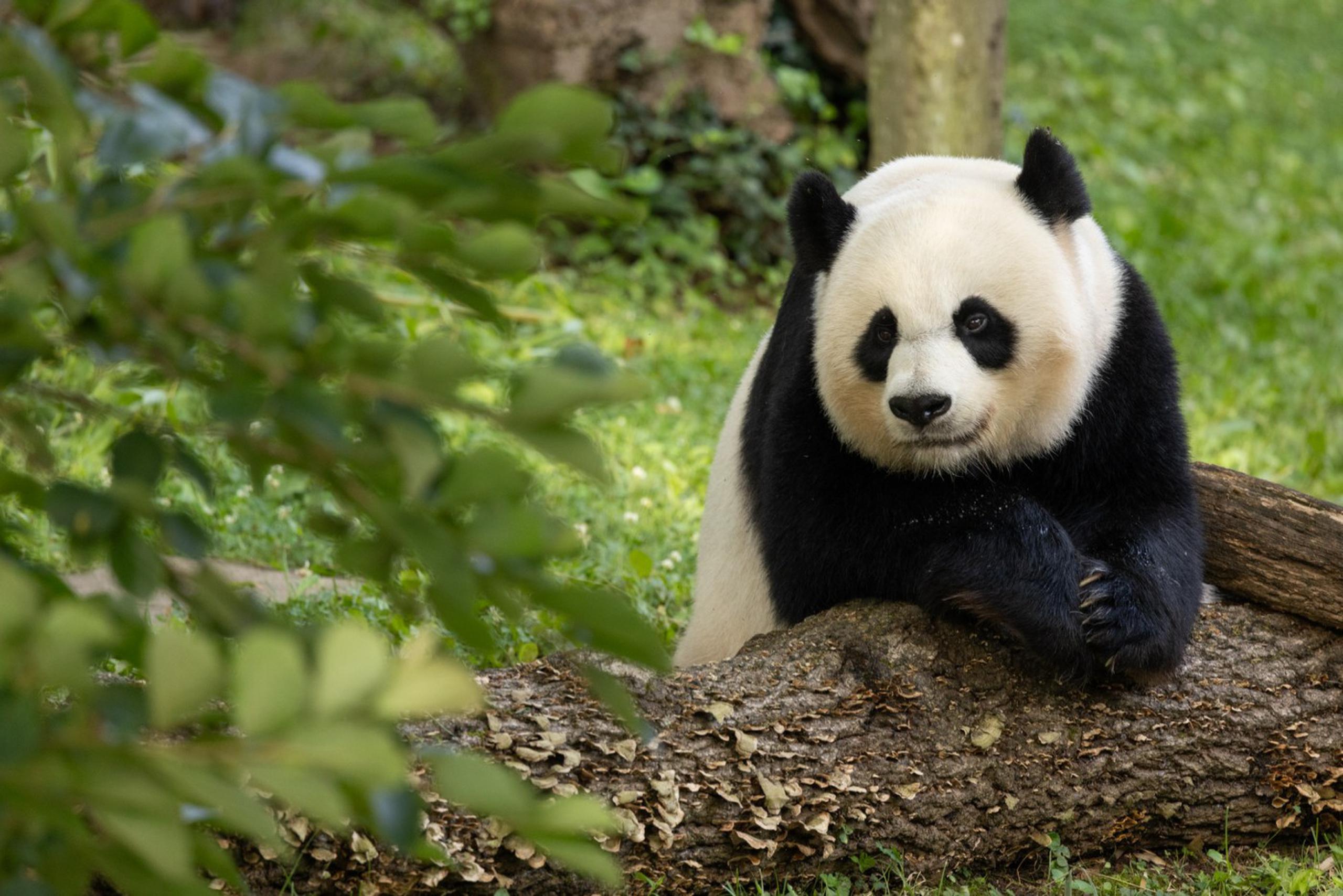 Durante años, China utilizó el intercambio de pandas como una herramienta diplomática y también como fuente de ingresos.