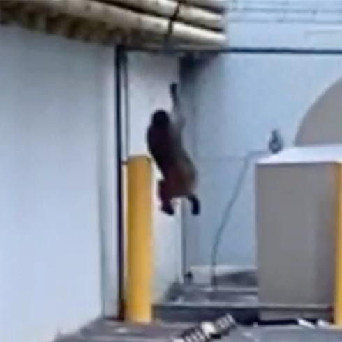 Vídeo: mono se pasea por las calles de Santurce