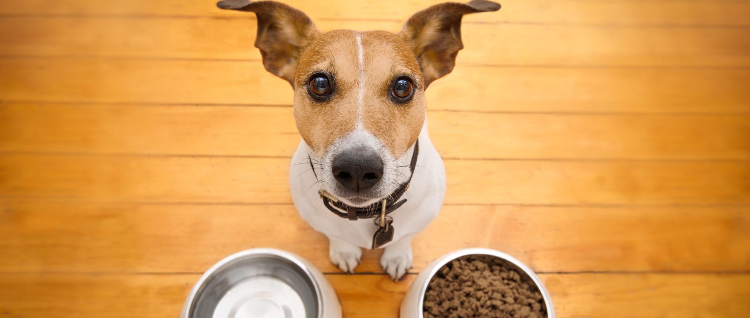 El mercado de los alimentos para los animales, especialmente para perros y gatos, tiene una oferta amplia de acuerdo con la edad y la raza. (Shutterstock)